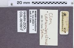 Etikette zu Clon cerambycinus (NHMW-ZOO-COL-0010917)